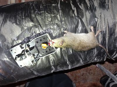 rodent trapping